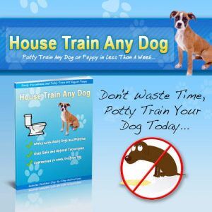 House Train Any Dog